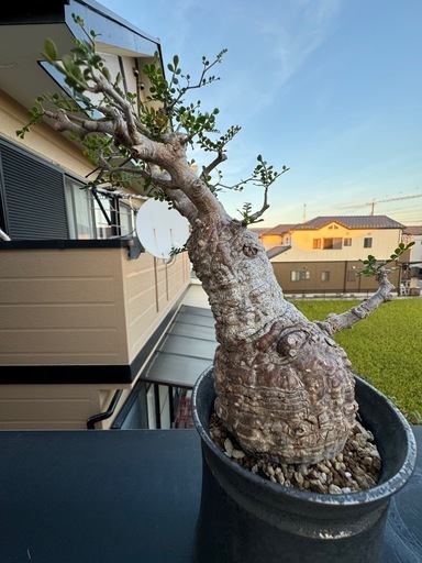 オペルクリカリアパキプス