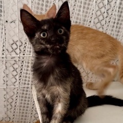 サビ　子猫　