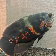 タイガーオスカー　 肉食魚　熱帯魚
