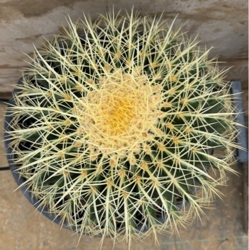 金鯱 35cm 強刺 狂刺 ドライガーデン