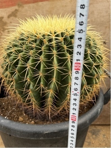 金鯱 35cm 強刺 狂刺 ドライガーデン