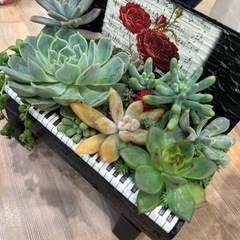 多肉植物　寄せ植え（行き先決まりました）の画像