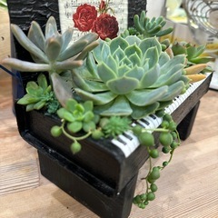 多肉植物　寄せ植え（行き先決まりました）の画像