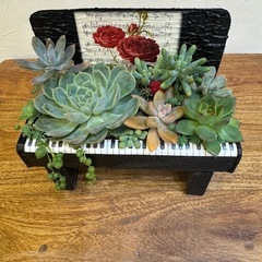 多肉植物　寄せ植え（行き先決まりました）