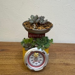 多肉植物　寄せ植え