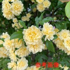 観葉植物　モッコウバラ　木香バラ　苗木　植木　黄色　根付