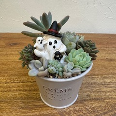 ハロウィン　多肉植物　寄せ植え