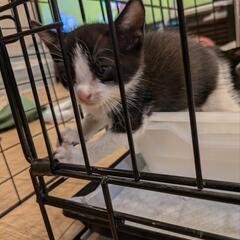 子猫黒白ハチワレ助けてください。
