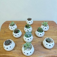 多肉植物　寄せ植え　（残0）