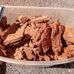 赤枯れブナ　クワガタ用の画像