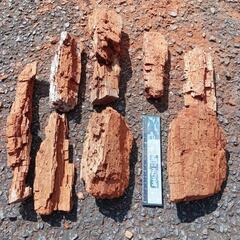 赤枯れブナ　クワガタ用の画像