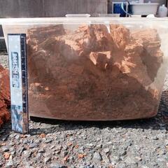 赤枯れブナ　クワガタ用の画像