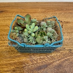 多肉植物　寄せ植え