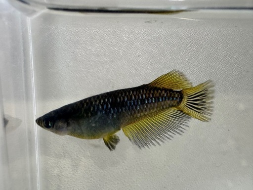 オランジェメダカ ２ペア