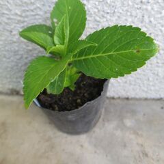 観葉植物　あじさい　ピンク色　八重咲　花の画像