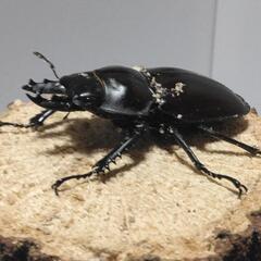 E,ラスト ヤエヤママルバネクワガタ 2ペア