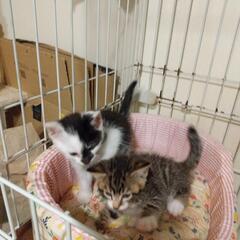 【募集停止】白ソックスを履いたキジ白ちゃん