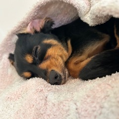 チワっクス　3歳