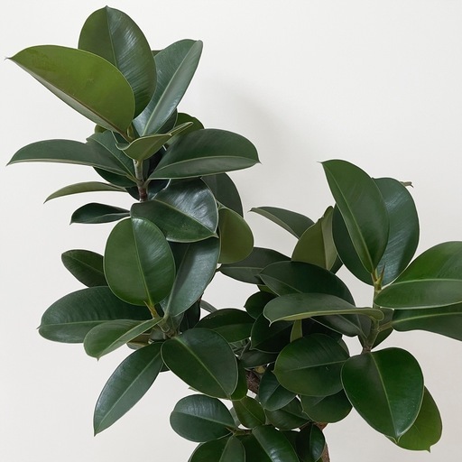 観葉植物 フィカス ソフィア 100cm