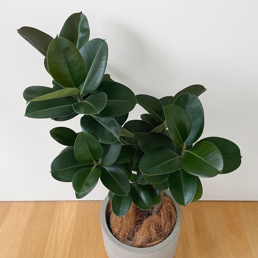 観葉植物 フィカス ソフィア 100cm
