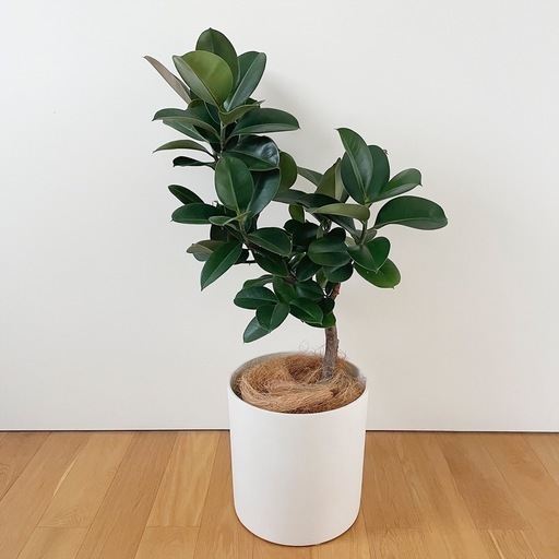 観葉植物 フィカス ソフィア 100cm