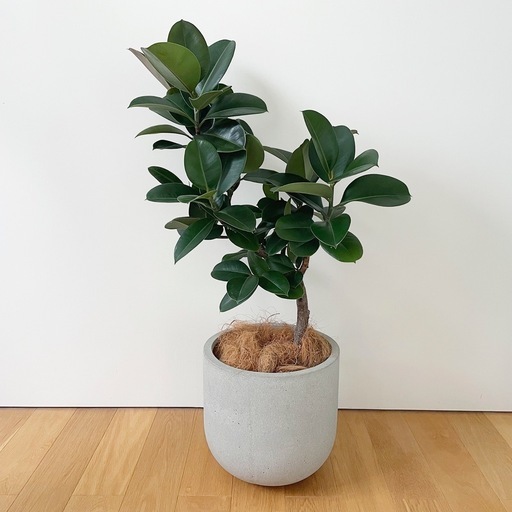 観葉植物 フィカス ソフィア 100cm