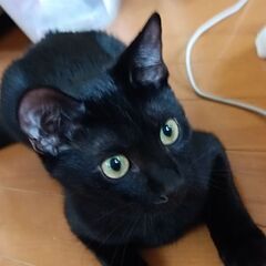 黒猫　🍀姉弟 - 猫