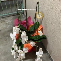 胡蝶蘭