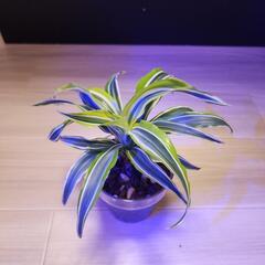 観葉植物　4個　