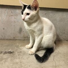 【去勢 ウイルス検査済】かしこい白黒ブチ男の子猫 生後6か月