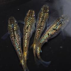 １完売🙇８Ｋゴールド✨️2ペアセット🉐安心現物個体❗️№15