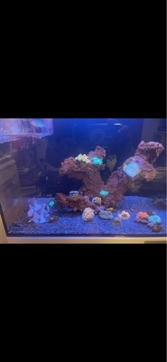 オルカ　シェル2