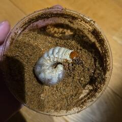 オオクワガタ　能勢YG血統　幼虫