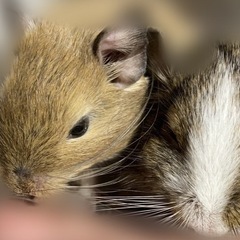 デグー2匹里親募集　小動物