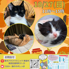 つるみ・猫のカギしっぽ譲渡会10月27日　 JR鶴見駅西口から徒...