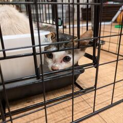 キジ白子猫す