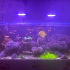 早い者勝ち、海水魚の全ての価格です。