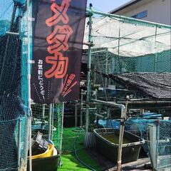 高級メダカすくい　R6　10ラスト