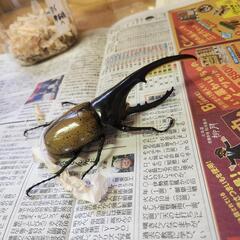 ヘラクレスオオカブト　オス1匹 メス1匹