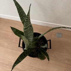 サンスベリア　鉢ごとの画像