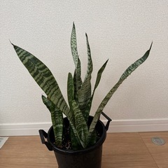 サンスベリア　鉢ごと
