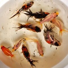 東錦①🐟
