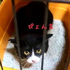 ぴょん吉　地域猫里親さん募集 − 岡山県