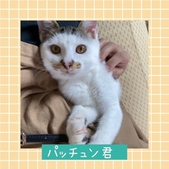 里親さま決まりました❤️パッチュンくん