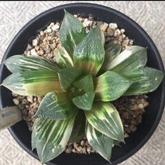アトロフスカ錦　ハオルチア　多肉植物