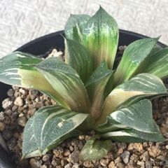アトロフスカ錦　ハオルチア　多肉植物の画像