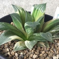 アトロフスカ錦　ハオルチア　多肉植物の画像
