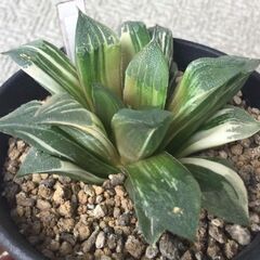 アトロフスカ錦　ハオルチア　多肉植物の画像