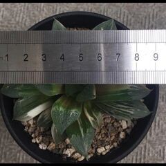 アトロフスカ錦　ハオルチア　多肉植物の画像