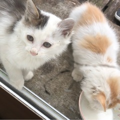 8月4日生まれ💗野良猫3匹🩵人慣れ訓練中